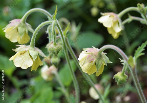 Geum Lemon Drops