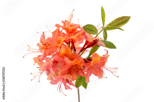 Obraz na plátně Rhododendron luteum