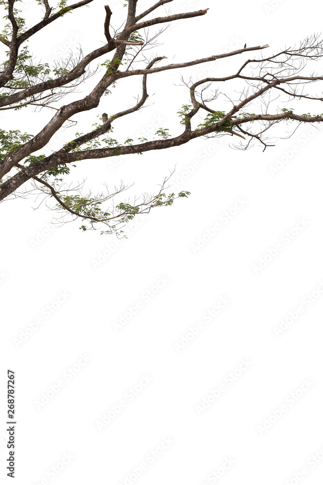 Branches isolated on white background. Clipping path. Branches isolated on white background. Clipping path.