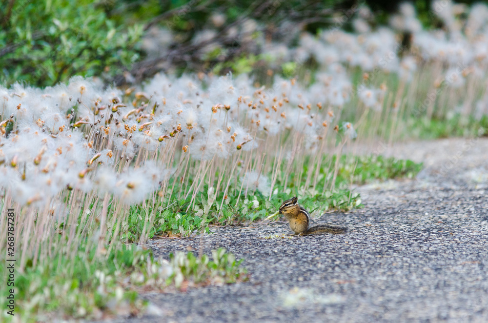 golden mantled squirrel canada