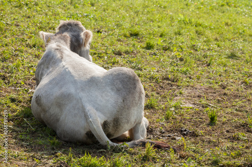 A grey alpine cow resting in a green pasture in Dolomites area photo