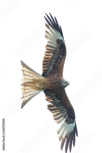isolated red kite (milvus milvus) in flight, spread wings