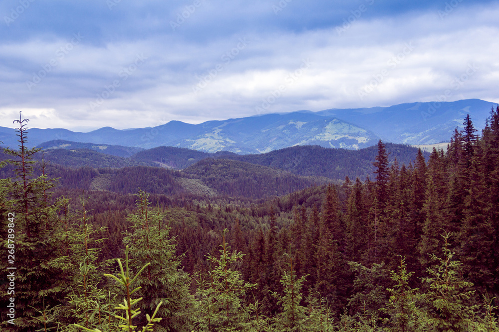 landscape of a Carpathians mountains with fir-trees and sky landscape of a Carpathians mountains with fir-trees and sky