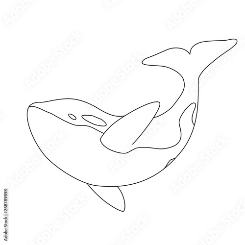 Isolated black outline orca whale on white background. Killer whale. Line sea animal.