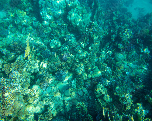 sea fish, coral reef, underwater