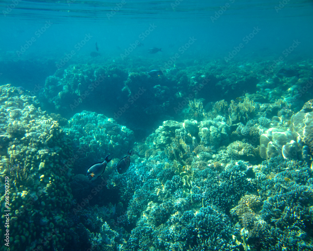 sea fish, coral reef, underwater sea fish, coral reef, underwater