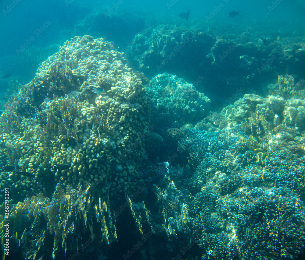 Obraz premium sea fish, coral reef, underwater