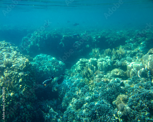 sea fish, coral reef, underwater