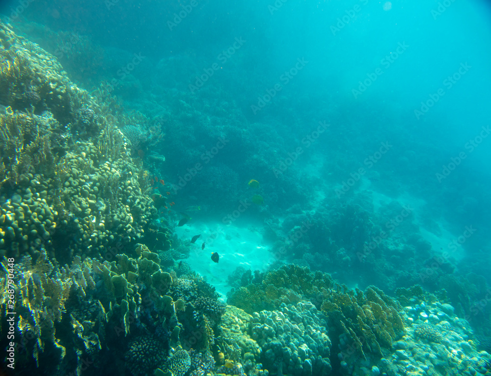sea fish, coral reef, underwater sea fish, coral reef, underwater