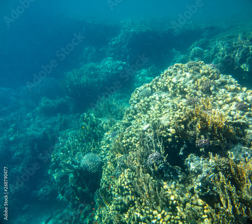 sea fish, coral reef, underwater