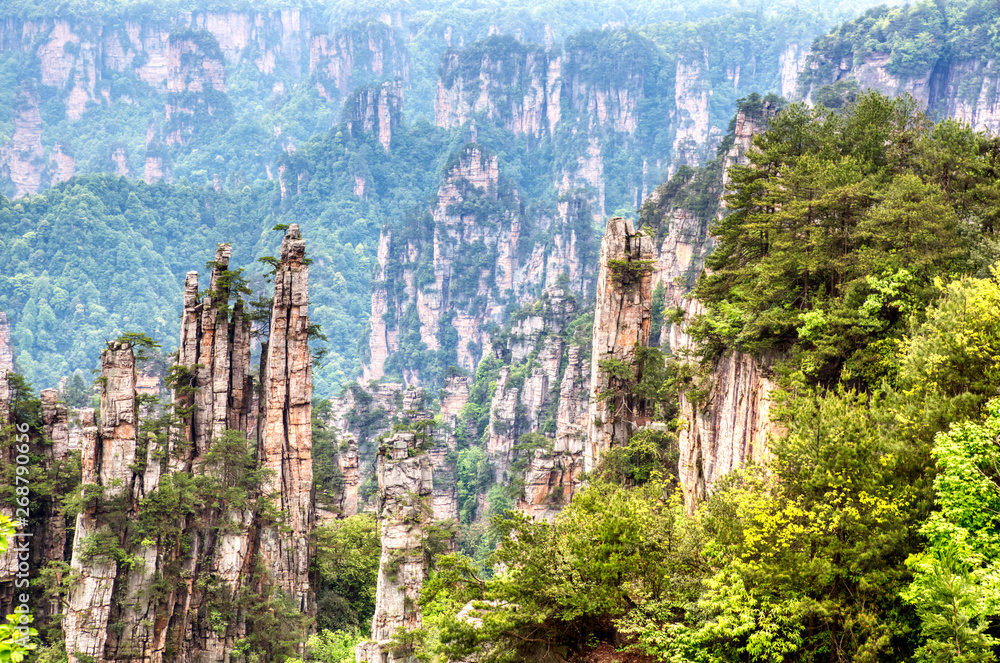 Fototapeta premium Zhangjiajie National Forest Park. Gigantic quartz pillar mountains rising from the canyon during summer sunny day. Hunan, China.