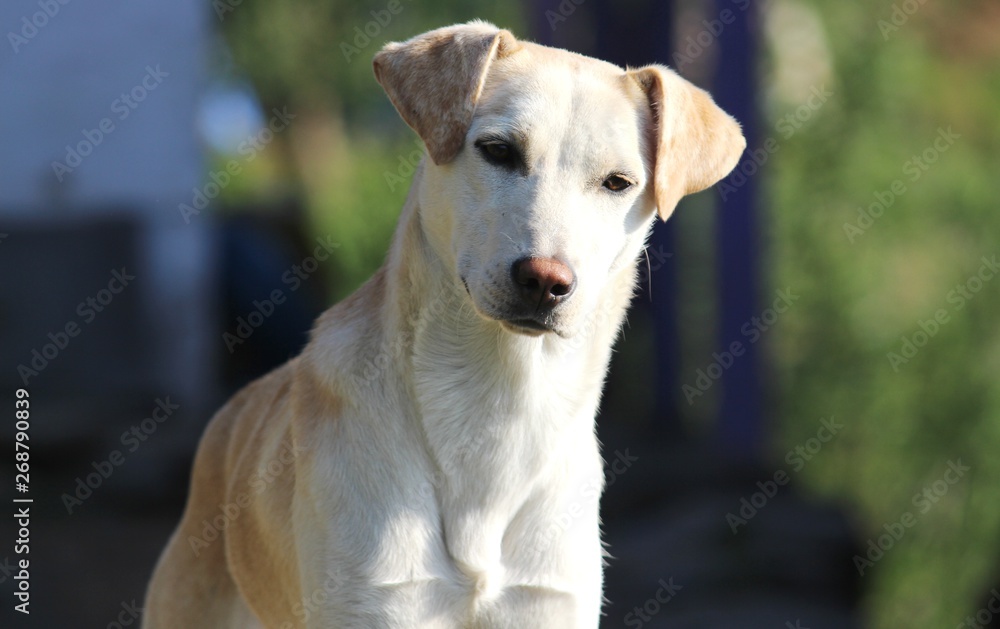 A Beautiful White and light brown innocent dog-concept-pet animals A Beautiful White and light brown innocent dog-concept-pet animals
