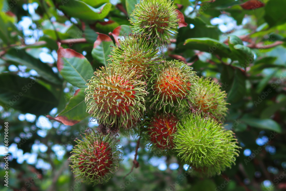 Bouquet bunch of red and green Rambutan on trees in agricultural plant. Bouquet bunch of red and green Rambutan on trees in agricultural plant.