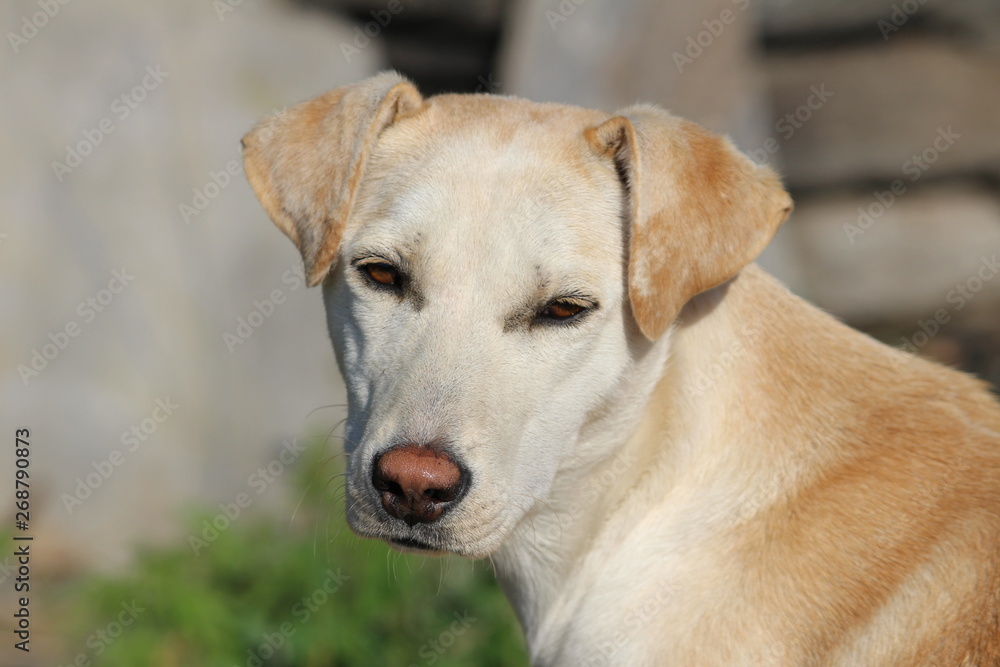 A Beautiful White and light brown innocent dog facing to the camera-concept-pet animals