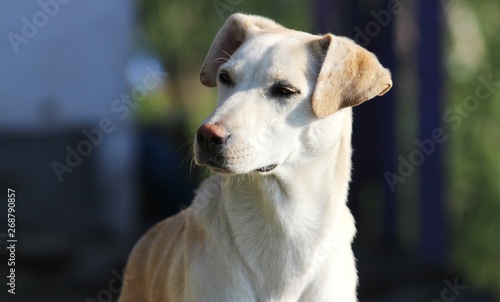 A Beautiful White and light brown innocent dog side pose-concept-pet animals