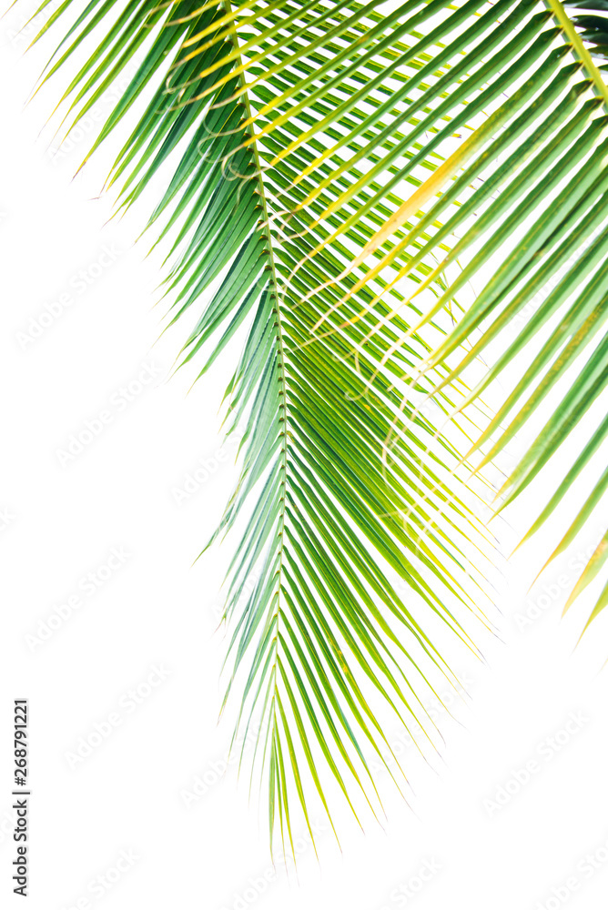 Fototapeta premium Detail of coconut trees leaf in public park background
