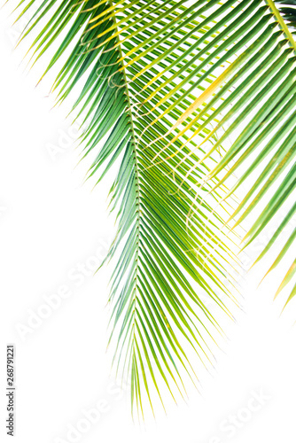 Detail of coconut trees leaf in public park background