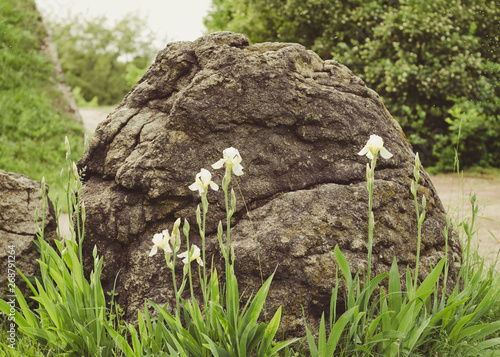 White flowers in the front of stone