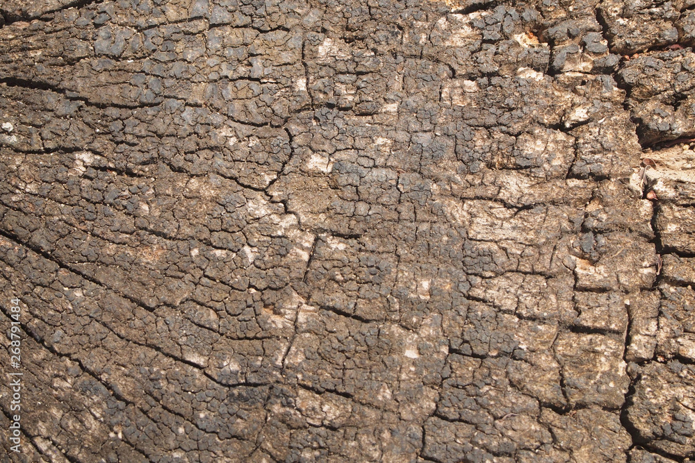 Background wood texture close up Background wood texture close up