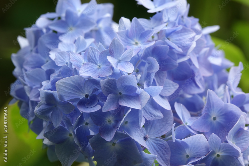 紫陽花の花 紫陽花の花