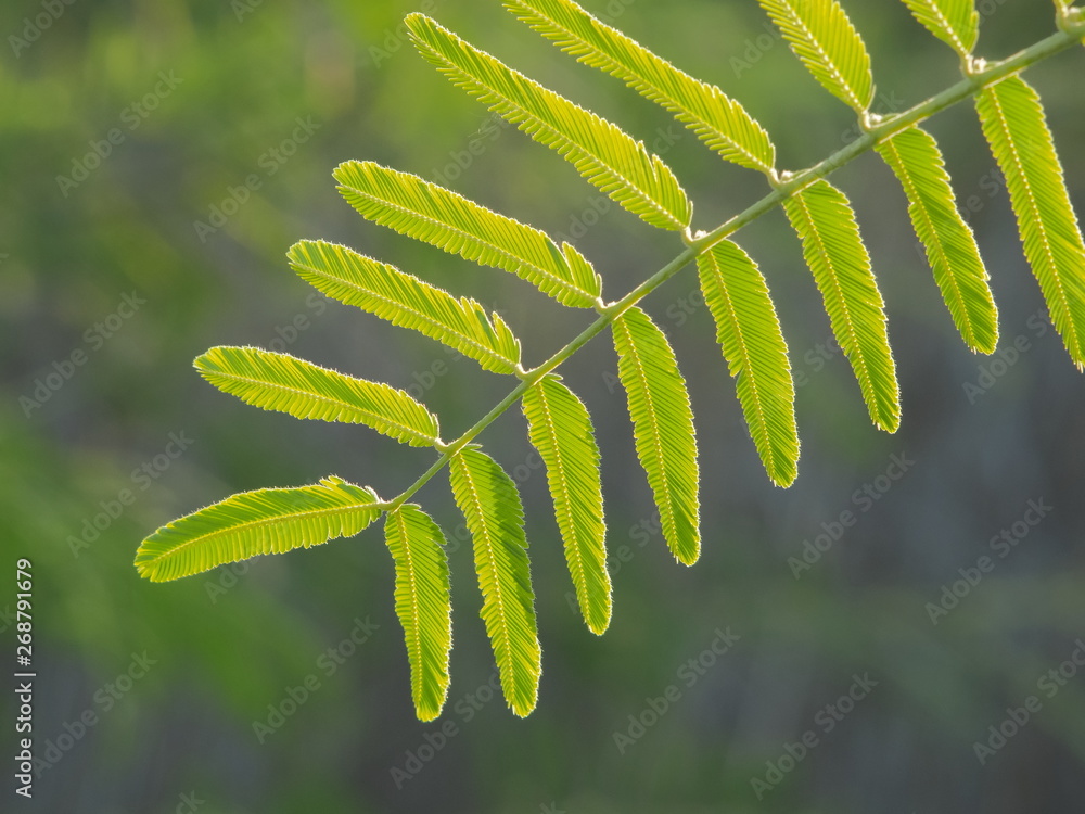 Close-up green leaves of Mimosa pudica, Sensitive plant, Sleeping grass or  Shameplant with green nature blurred background. Stock Photo | Adobe Stock