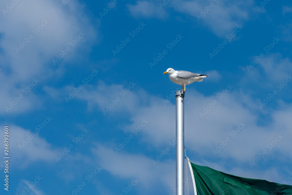 Eine Seemöwe auf einem Fahnenmast in St. Peter-Ording