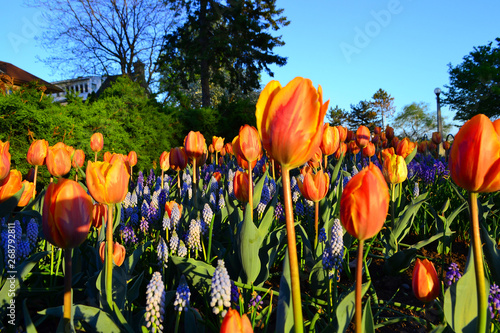 Beautiful Wallpaper With Tulips In The Garden Park