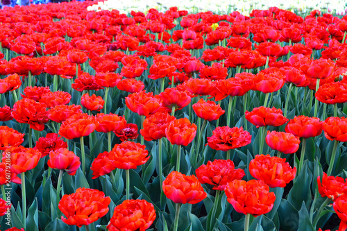 Beautiful Wallpaper With Tulips In The Garden Park