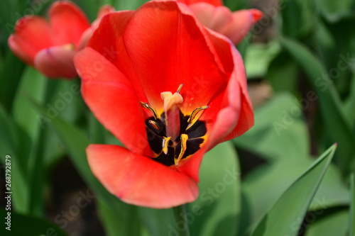 Beautiful Wallpaper With Tulips In The Garden Park