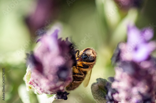 Macro shot of a Bee in a Lavander's flower 5 photo