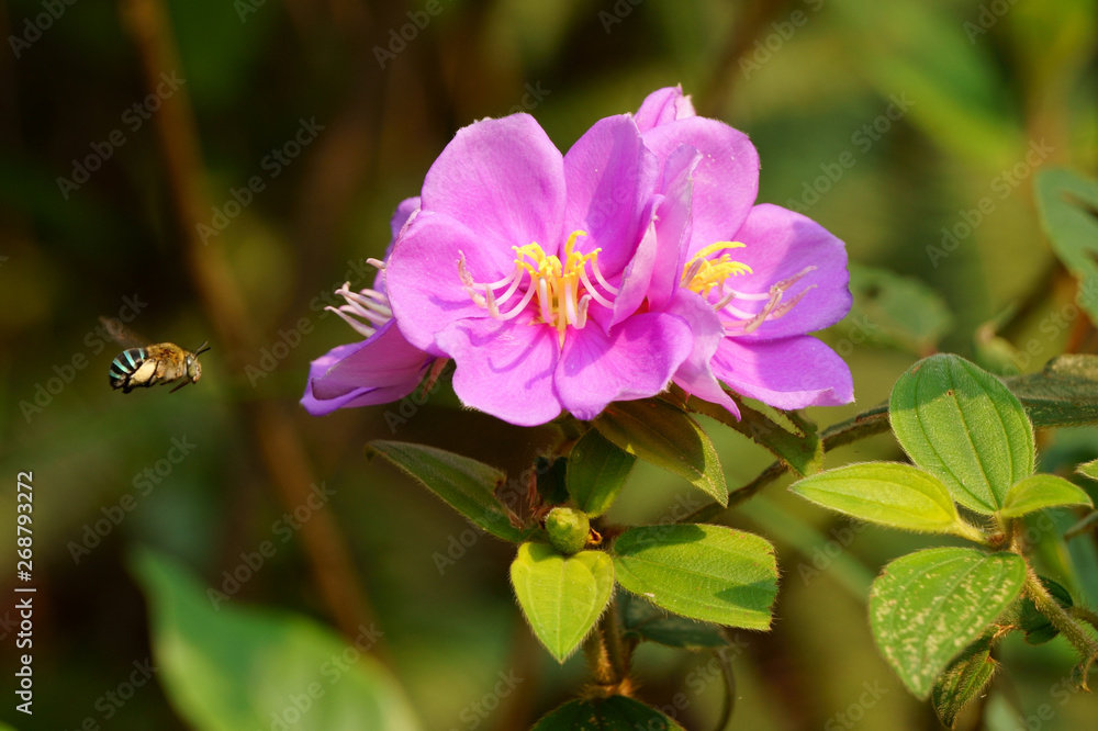 Fototapeta premium Flowers and morning sunshine. Melastoma malabathricum