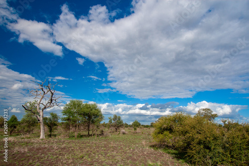 kruger mpumalanga national park south africa photo