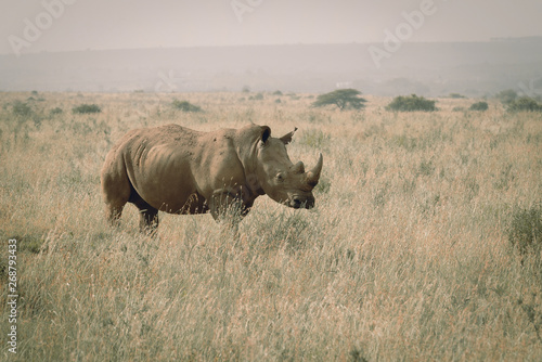 black rhino at nairobi national park kenya