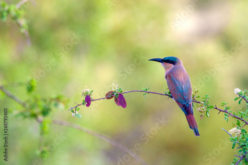 birds in the national parks of africa mpumalanga national park south africa