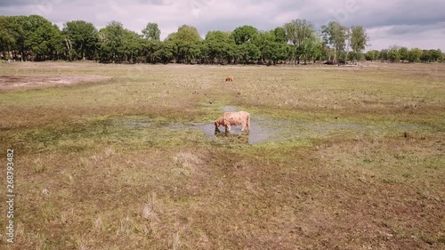 Aerial of Scottisch Highlanders at meadow fields in Holland photo