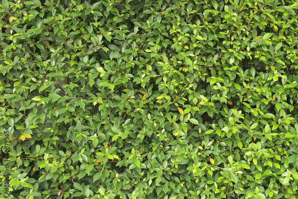 Green tree wall close up Green tree wall close up