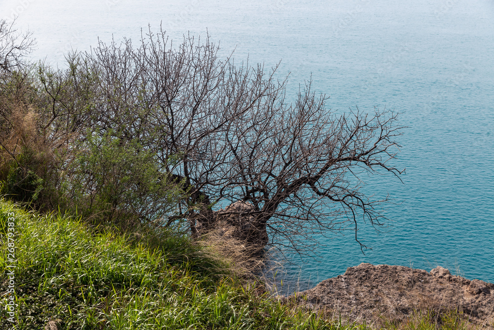 A green grass and graphic leaves free tree against a blue sea background