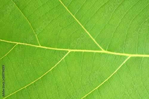 pattern of green leaf