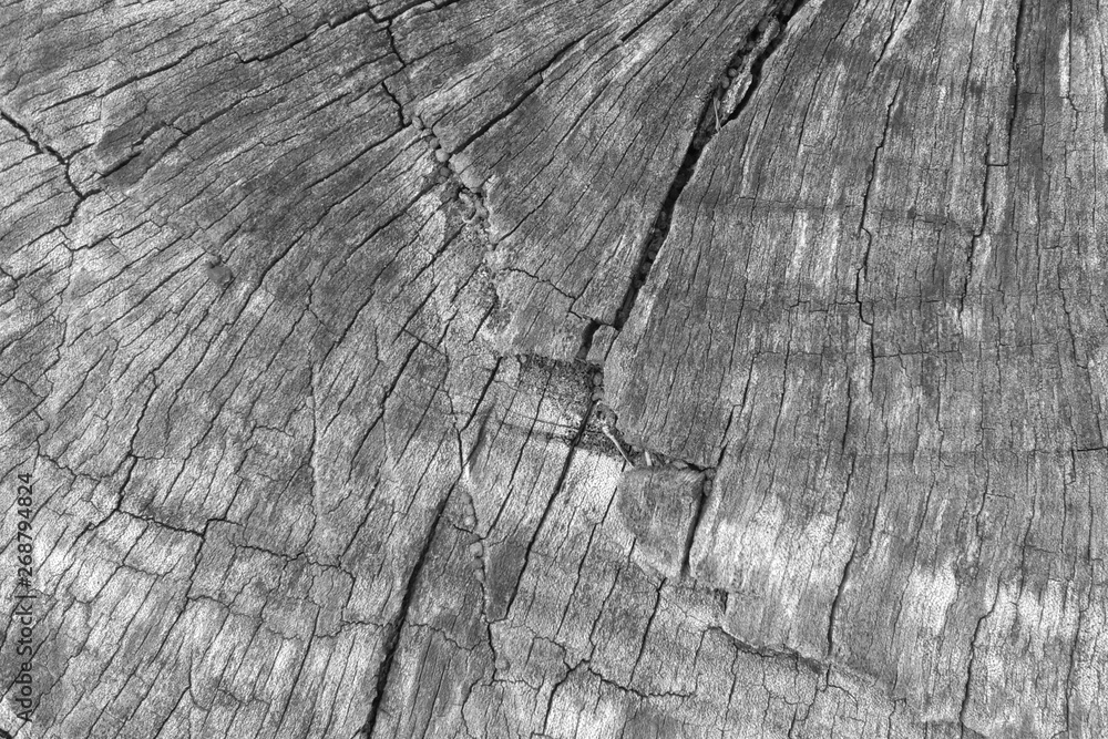 Fototapeta premium Background wood texture close up