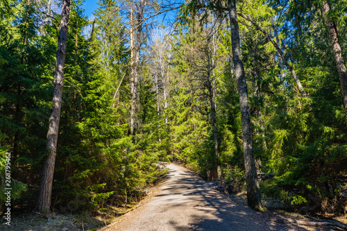 ecological scandinavian forest hiking trail