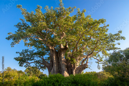 baobab kruger mpumalanga national park south africa