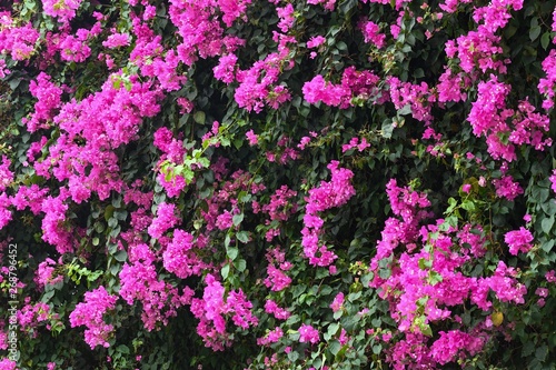 Pink bougaville flowers with green leaves.  © Sptgallery