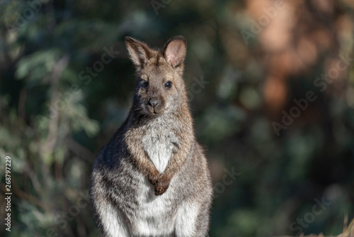 Wallaby in Tasmania, Australia