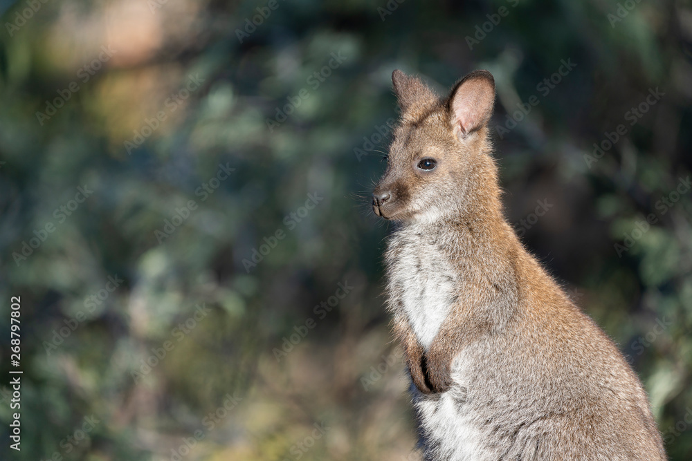 Fototapeta premium Wallaby in Tasmania, Australia