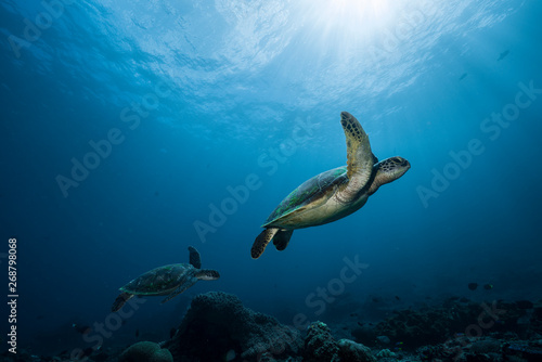 Turtles swimming in Crystal Bay photo
