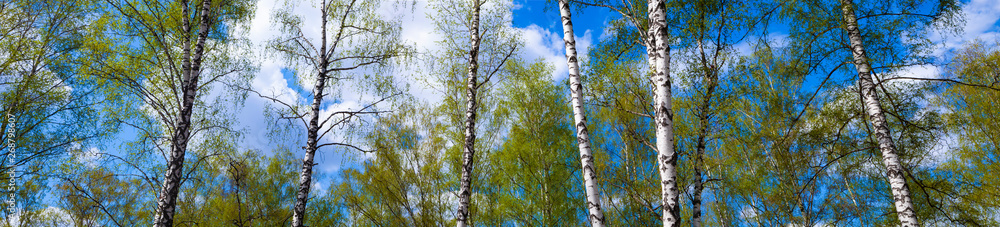 Fototapeta premium Birch grove. Forest on a sunny day.