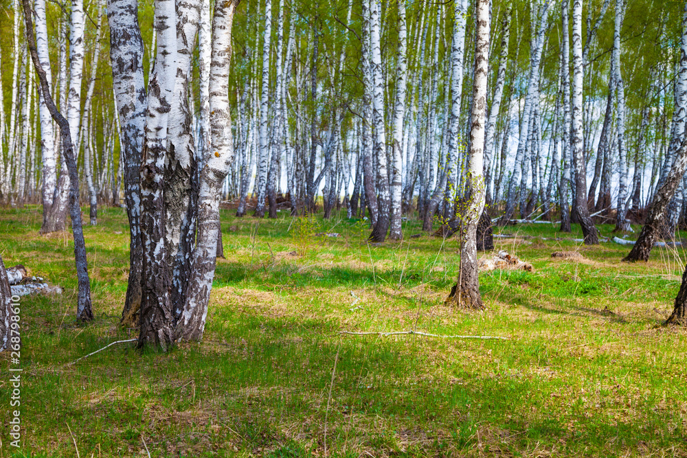 Birch grove. Forest on a sunny day. Birch grove. Forest on a sunny day.