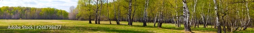 Birch grove. Forest on a sunny day.
