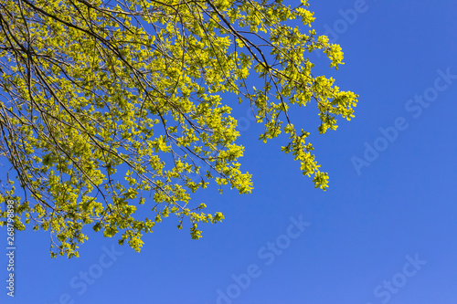 Oak branches against the blue sky