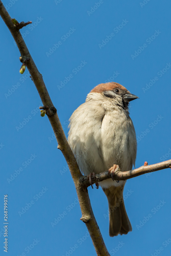 close-up isolated tree sparrow (passer montanus) on branch close-up isolated tree sparrow (passer montanus) on branch